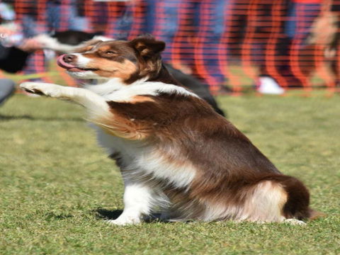 Dogs In The Park NSW Orange - Accommodation Brunswick Heads 0