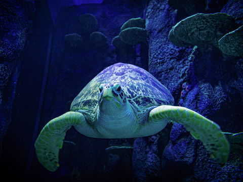Sydney's Aquarium - Accommodation Brunswick Heads 0