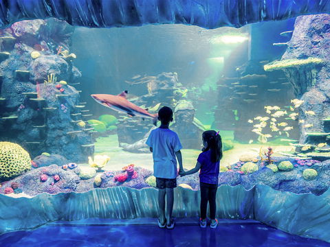 Sydney's Aquarium - Accommodation Brunswick Heads 1