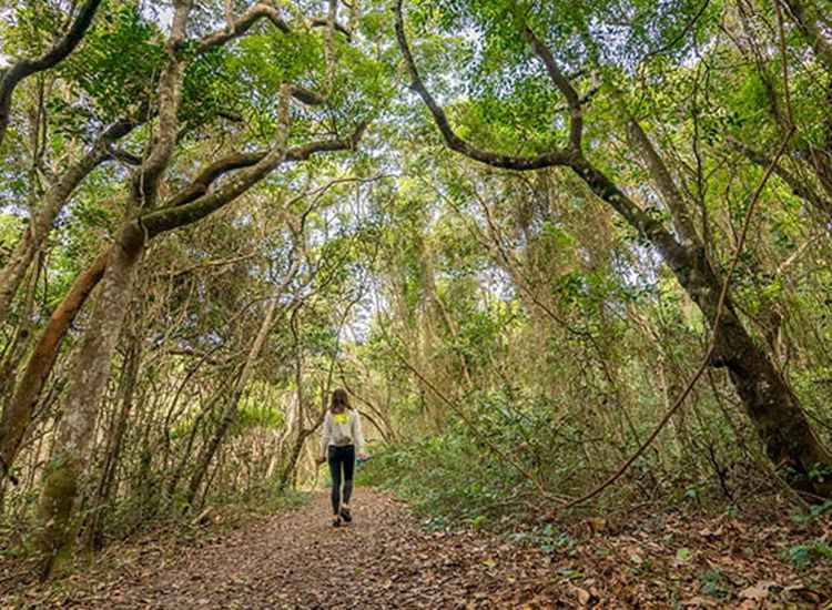 Explore the Brunswick Heads Nature Reserve