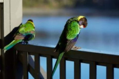 RAC Karri Valley Resort - Accommodation Brunswick Heads 3
