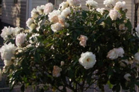 Sheffield Cabins & Apartments - Accommodation Brunswick Heads 7