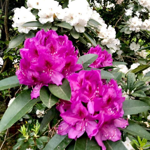 Aldgate Creek Cottage Bed & Breakfast - Accommodation Brunswick Heads 5