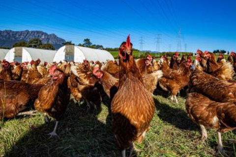 Carinya Farm Holiday Retreat - Accommodation Brunswick Heads 7