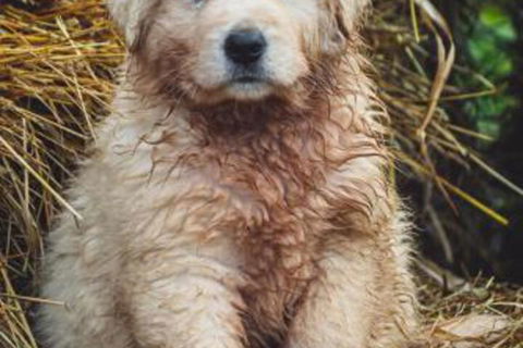 Carinya Farm Holiday Retreat - Accommodation Brunswick Heads 6