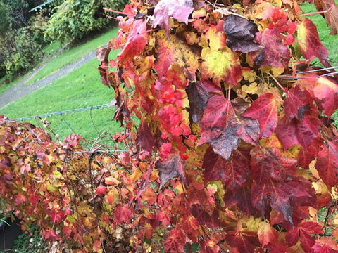 Goldberryaccommodation - Accommodation Brunswick Heads 3