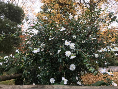 Goldberryaccommodation - Accommodation Brunswick Heads 5