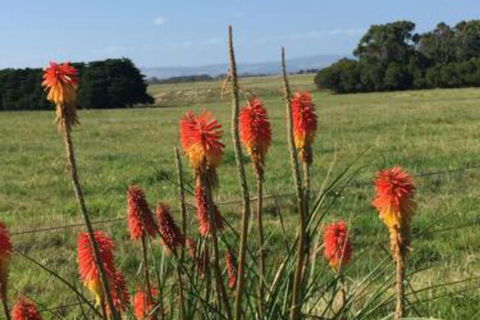 Yanakie Holiday House - Accommodation Brunswick Heads 7