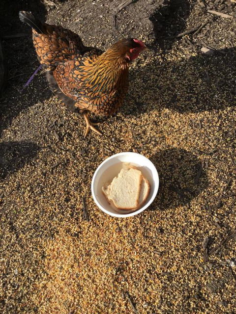 Nextdooratportarthur - Accommodation Brunswick Heads 4