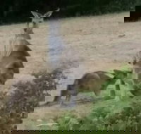 Jarrah Lodge - Accommodation Brunswick Heads