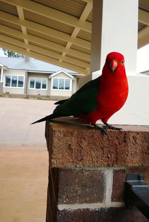 Marysville Garden Cottages - Accommodation Brunswick Heads 3
