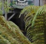 The Wombat Cottage - Accommodation Brunswick Heads