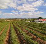 Barossa Valley Lyndoch - Accommodation Brunswick Heads