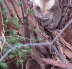 Stringybark Hills Retreat - Accommodation Brunswick Heads