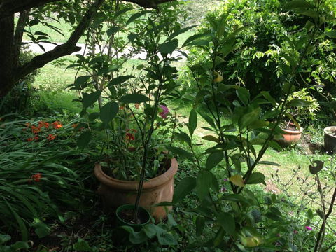 Crossways Country Inn - Accommodation Brunswick Heads 6