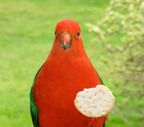 Crossways Country Inn - Accommodation Brunswick Heads 5