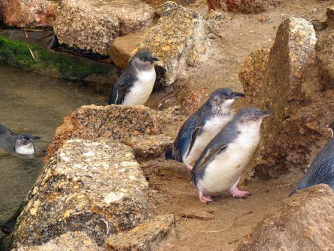 Close Encounters Bed & Breakfast - Accommodation Brunswick Heads 5