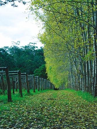 Hawke Brook Chalets - Accommodation Brunswick Heads 2
