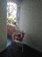 Abbeville Apartments - Accommodation Brunswick Heads 5