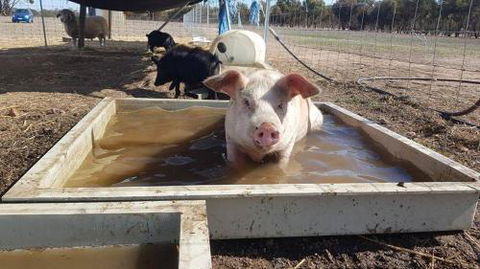 A Better Life Animal Sanctuary FarmStay Private Two Bedrooms Lounge Room & Bathroom & Toilet Shared Kitchen - Accommodation Brunswick Heads 2