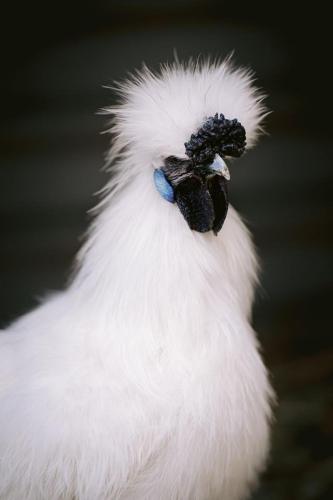 A Better Life Animal Sanctuary FarmStay Private Two Bedrooms Lounge Room & Bathroom & Toilet Shared Kitchen - Accommodation Brunswick Heads 6