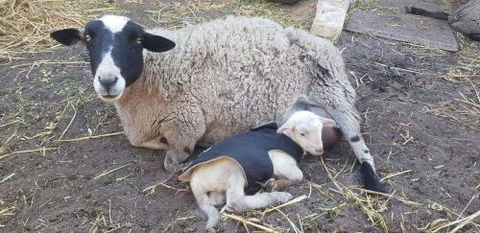 A Better Life Animal Sanctuary FarmStay Private Two Bedrooms Lounge Room & Bathroom & Toilet Shared Kitchen - Accommodation Brunswick Heads 1