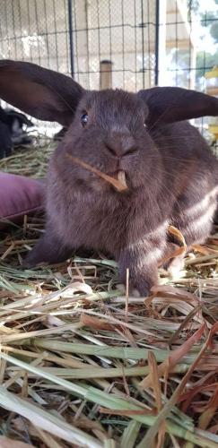 A Better Life Animal Sanctuary FarmStay Private Two Bedrooms Lounge Room & Bathroom & Toilet Shared Kitchen - Accommodation Brunswick Heads 5