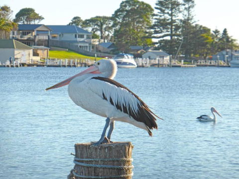 HAIS18G Riverside Delight - Accommodation Brunswick Heads 4