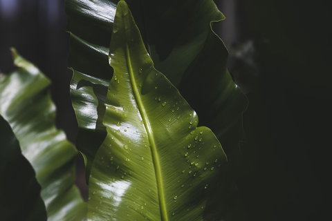 The Jackson Ranch - Accommodation Brunswick Heads 1