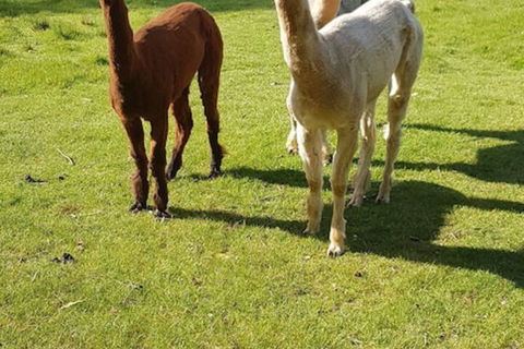 Glenbrook House And Cottage - Accommodation Brunswick Heads 3