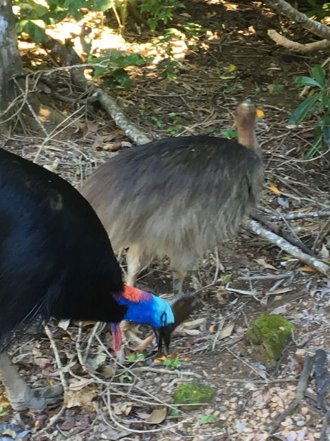 Licuala Lodge - Accommodation Brunswick Heads 1