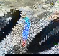 Licuala Lodge - Accommodation Brunswick Heads