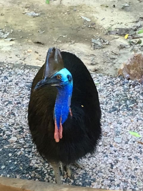 Licuala Lodge - Accommodation Brunswick Heads 0