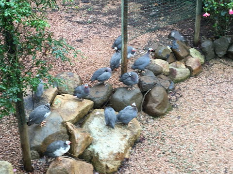 Licuala Lodge - Accommodation Brunswick Heads 4