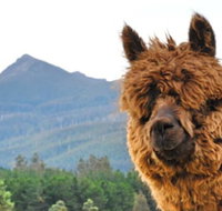 Maydena Mountain Cabins - Accommodation Brunswick Heads