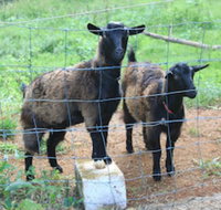 Alstonville Country Cottages - Accommodation Brunswick Heads