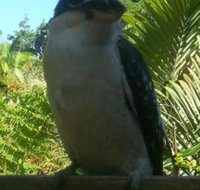 Tropic Oasis Holiday Villas - Accommodation Brunswick Heads