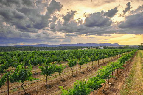Adina Vineyard - Accommodation Brunswick Heads 3