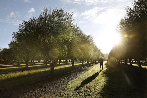Adina Vineyard - Accommodation Brunswick Heads 2