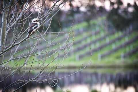 Bettenays Margaret River - Accommodation Brunswick Heads 4