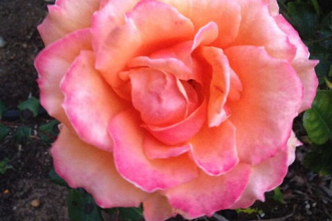 Augusta Escape Holiday Units - Accommodation Brunswick Heads 1