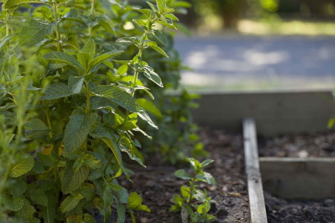 Grampians Eco YHA - Hostel - Accommodation Brunswick Heads 0