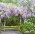 Amelina Cottages - Accommodation Brunswick Heads