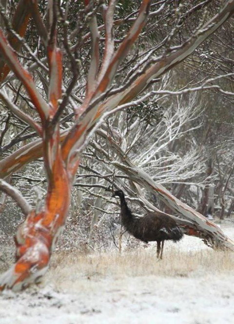 Cape Cod - Accommodation Brunswick Heads 3
