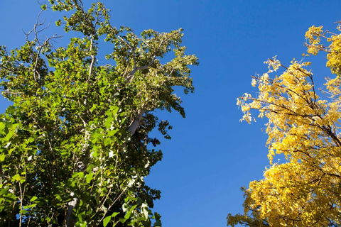 Strayleaves Caravan Park - Accommodation Brunswick Heads 4