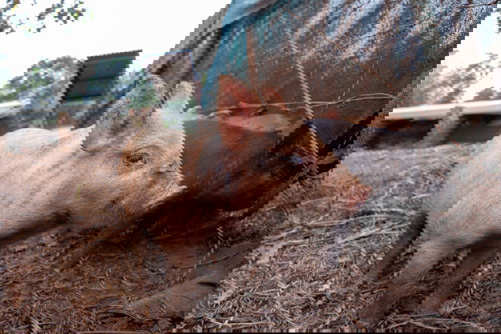  Accommodation Brunswick Heads