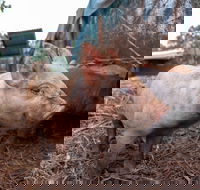 Batchelor Butterfly Farm - Accommodation Brunswick Heads