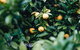 Lemon Tree Cottage Bendeela - thumb 3