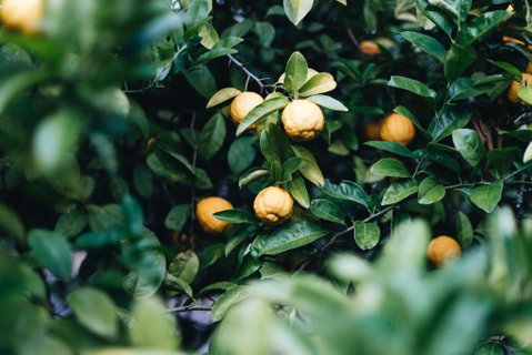 Lemon Tree Cottage Bendeela - Accommodation Brunswick Heads 3
