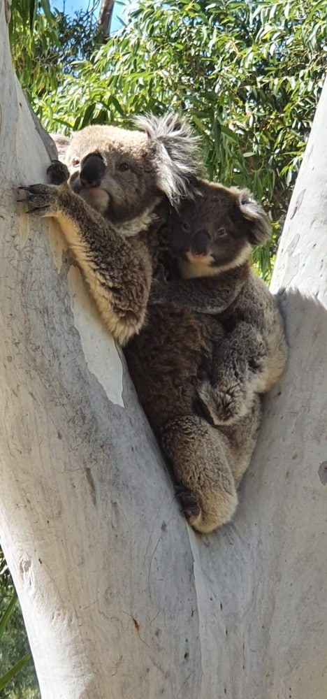 Ingenia Holidays Murray Bend - Accommodation Brunswick Heads 3